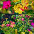 150 Count Flower Marvel of Peru Four O' Clock Seeds Flower Broken