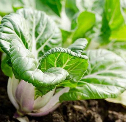 200 Count Vegetable Baby White Stem Bok Choy Seeds Extra Dwarf Canton Pak Choi Seeds