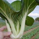 1200 Count Vegetable Baby White Stem Bok Choy Seeds Extra Dwarf Canton Pak Choi Seeds