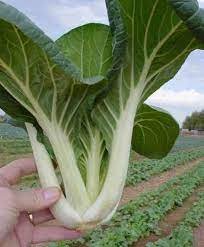 1200 Count Vegetable Baby White Stem Bok Choy Seeds Extra Dwarf Canton Pak Choi Seeds