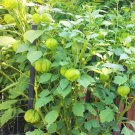 200 Count Vegetable Grande Rio Verde Tomatillo Seeds Husk Tomato Physalis Cape