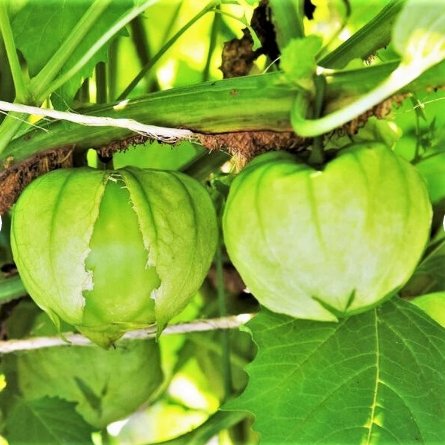 1200 Count Vegetable Grande Rio Verde Tomatillo Seeds Husk Tomato Physalis Cape