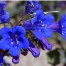 1000 Count Flower California Bluebell Seeds | Phacelia Campanularia Desert Blue Bell