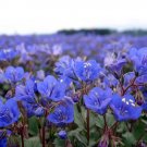 3000 Count Flower California Bluebell Seeds Phacelia Campanularia Desert Blue Bell