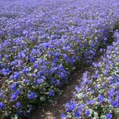 6000 Count Flower California Bluebell Seeds Phacelia Campanularia Desert Blue Bell