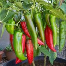 100 Count Vegetable Anaheim Chile Pepper Seeds Ancho Poblano Rillenos