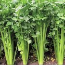300 Count Vegetable Chinese Celery Seeds (Leafy Celery) Apium Graveolens