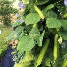 10 Count Vegetable Winged Bean Seeds Dragon Horned Four Angled Asparagus