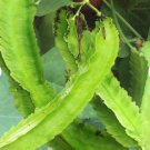 60 Count Vegetable Winged Bean Seeds Dragon Horned Four Angled Asparagus