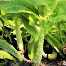 600 Count Vegetable Celtuce Seeds (Chinese Stem Lettuce) Celery Asparagus Summer