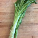 1200 Count Vegetable Celtuce Seeds (Chinese Stem Lettuce) Celery Asparagus Summer