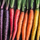200 Count Vegetable Rainbow Mix Carrot Seeds Purple Red Yellow Orange