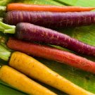 1200 Count Vegetable Rainbow Mix Carrot Seeds Purple Red Yellow Orange
