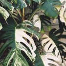 50 Plant Seeds Monstera White Tiger Variegated For Garden