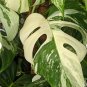 Monstera White Tiger Variegated For Garden 500 Plant Seeds