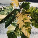 Rare Marble Caramel seeds Plants Seeds Exotic Plant Seeds For Garden 5 Plant Seeds