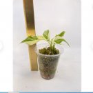 1 Live Plant Variegated Rhaphidophora Tetrasperma For Garden