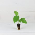 Live Plant Set Of 2 Passion Fruit Plants Passiflora Edulis "Possum Purple" Live Plant For Garden