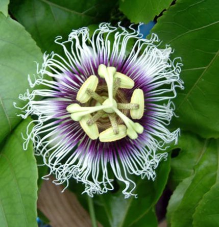 4 Live Plant Passion Fruit Plants Passiflora Edulis "Possum Purple" Live Plant For Garden