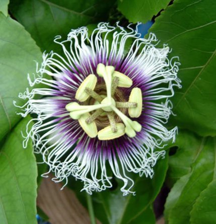 8 Live Plant Passion Fruit Plants Passiflora Edulis "Possum Purple" Live Plant For Garden
