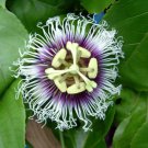 8 Live Plant Passion Fruit Plants Passiflora Edulis "Possum Purple" Live Plant For Garden