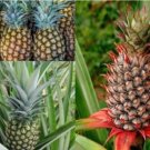 1 Live Plant Fruit Pineappel Trifecta Elite Gold, Florida Special, & Sugarloaf Pineapple