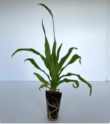 2 Live Plant Pineappel Trifecta Elite Gold, Florida Special, & Sugarloaf Pineapple