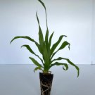 2 Live Plant Pineappel Trifecta Elite Gold, Florida Special, & Sugarloaf Pineapple