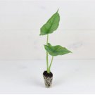 1 Live Plant Rare Alocasia Heterophylla ‘Dragon’s Breath’ Starter Plant