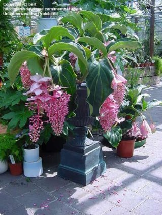 1 Medinilla Magnifica The Showy Medinilla Rose Grape Very Rare Live Plant