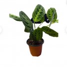 4 Maranta Green 4Inch Prayer Plant Maranta Leuconeura Lemon Lime