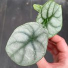 1 Live Plant Alocasia Silver Dragon Starter Plant