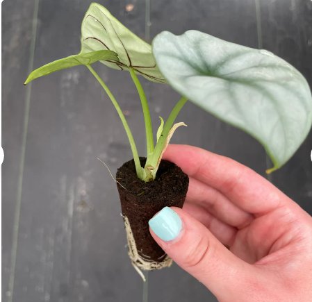 2 Live Plant Alocasia Silver Dragon Starter Plant