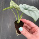 2 Live Plant Alocasia Silver Dragon Starter Plant