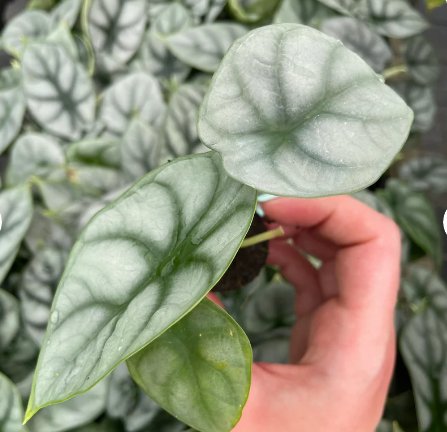 Alocasia Silver Dragon Starter Plant 4 Live Plant