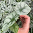 Alocasia Silver Dragon Starter Plant 4 Live Plant