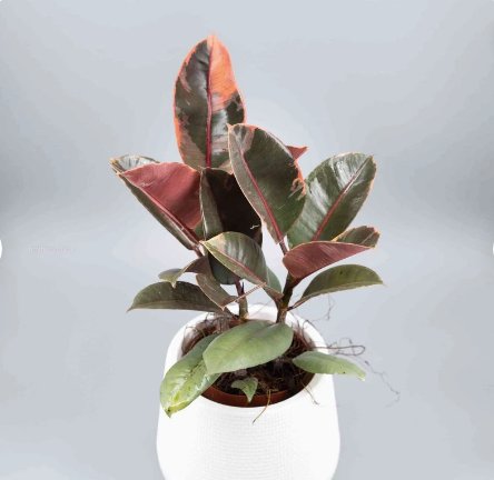 Ficus Ruby (Multi Stem) Starter Plant 1 Live Plant