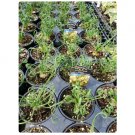 Albuca Spiralis 4 Live Plant "Frizzle Sizzle" For Garden