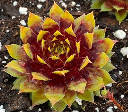 1 Live Plant Chick Charms Giants "Gold Mine" Sempervivum Live Succulent For Garden