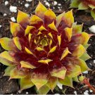 1 Live Plant Chick Charms Giants "Gold Mine" Sempervivum Live Succulent For Garden