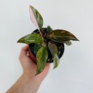 4 Live Plant in 4” Pot Rare Plant Philodendron Pink Princess Philodendron Erubescens
