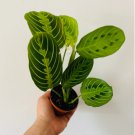 1 Live PlantLemon Lime Prayer Plant 3Inch Maranta Leuconeura Rare Variety Tropical Plant