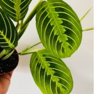 Lime Prayer Plant 3Inch Maranta Leuconeura Rare Variety Tropical Plant 2 Live Plant Lemon