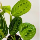 Maranta Leuconeura Rare Variety Tropical Plant 4 Live Plant Lemon Lime Prayer Plant 3Inch