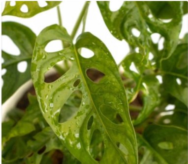 Swiss Cheese Plant Monstera Adansonii Tropical Houseplant 1 Unroot Cutting