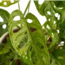 Swiss Cheese Plant Monstera Adansonii Tropical Houseplant 1 Unroot Cutting