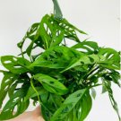 2 Unroot Cutting Swiss Cheese Plant Monstera Adansonii Tropical Houseplant