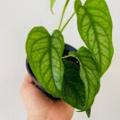 1 Monstera Siltepecana Silver Monstera Rare Tropical Houseplant