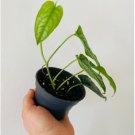 Monstera Rare Tropical Houseplant 2 Monstera Siltepecana Silver