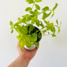 1 Plant Aurea Wandering Dude Tradescantia Fluminensis Rare Live Houseplant in 4” Pot